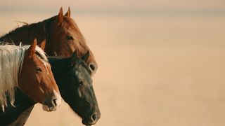 와일드 뷰티: 머스탱 스피릿 오브 더 웨스트 Wild Beauty: Mustang Spirit of the West 사진