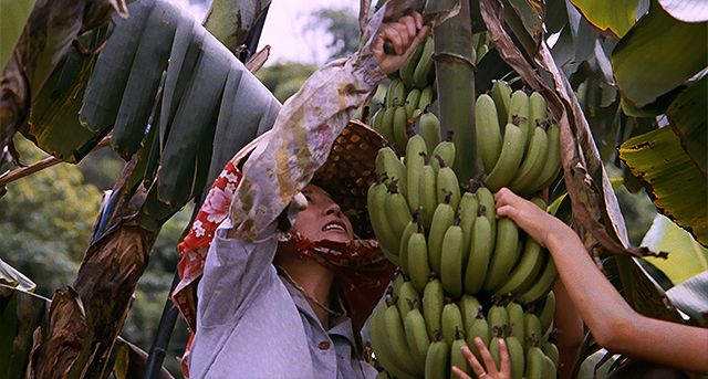 バナナパラダイス 사진
