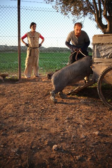 웬 피그스 해브 윙스 When Pigs Have Wings Le cochon de Gaza Foto