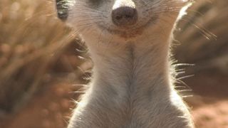 미어캣의 모험 The Meerkats 写真