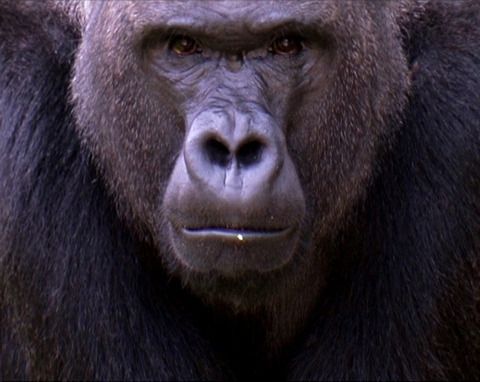 이보, 동물원 고릴라의 일생 Ivo, the Unauthorized Biography of a Zoo Gorilla劇照