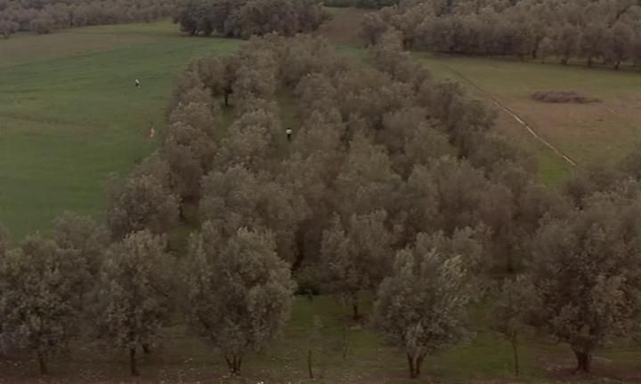 橄欖樹下的情人 THROUGH THE OLIVE TREES Foto