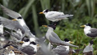 尋找神話之鳥 Enigma:The Chinese Crested Tern Photo