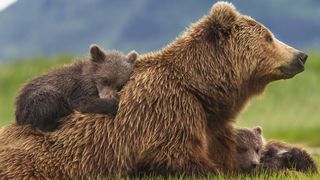 熊世界 阿拉斯加的棕熊/Bears劇照