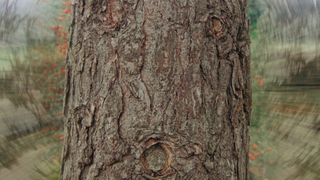 맨 오어 트리 Man or Tree 사진