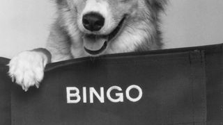 靈犬賓果 Bingo 写真