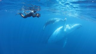 男人與他的海 Whale Island Foto