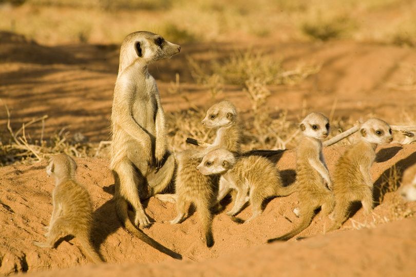 미어캣의 모험 The Meerkats Photo