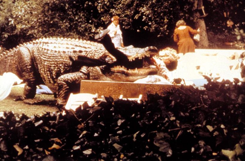 大鱷魚 Alligator 사진
