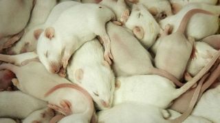 大鼠之影 Rat Film Photo