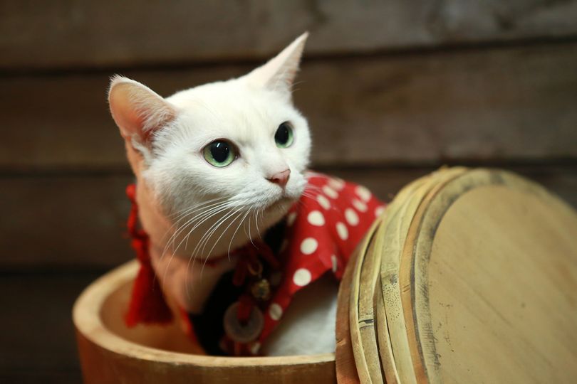 고양이 사무라이 2 Samurai Cat 2 사진