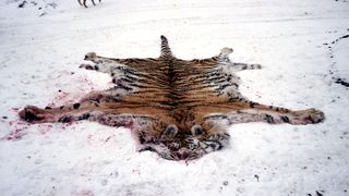 사선에서 Conflict Tiger 사진