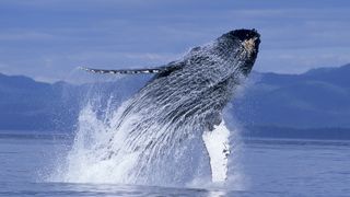 험프백 웨일스 Humpback Whales Foto