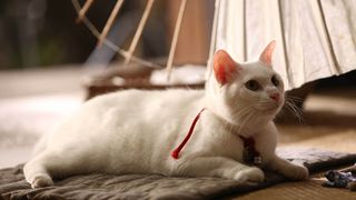고양이 사무라이 Samurai Cat 猫侍 사진