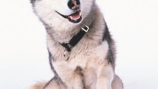 스노우 독스 Snow Dogs รูปภาพ