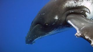 돌고래와 고래 Dolphins and Whales 3D: Tribes of the Ocean 사진