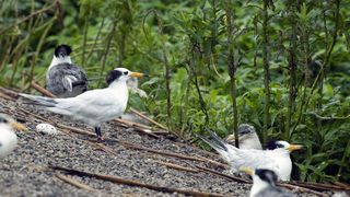 尋找神話之鳥 Enigma:The Chinese Crested Tern 写真