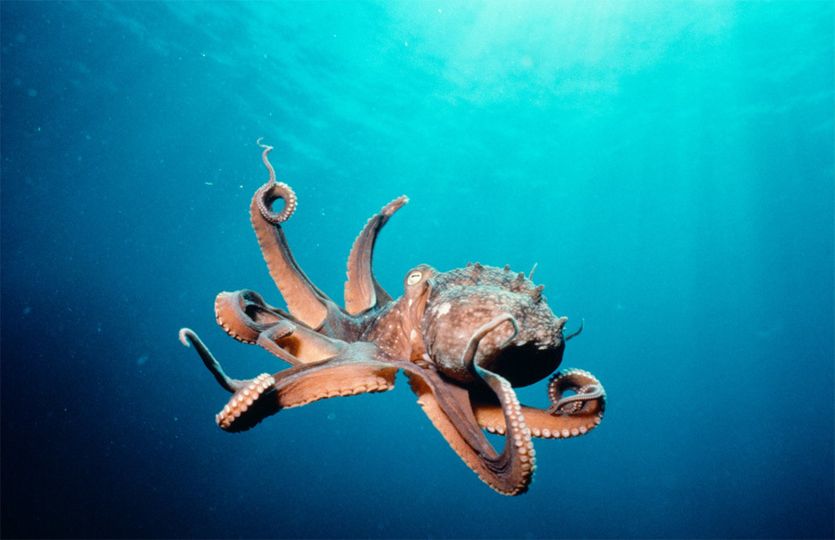 신비의 바다 Deep Sea 3D劇照