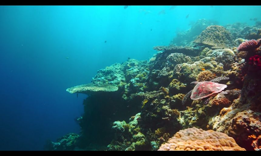 最後的珊瑚礁 The Last Reef: Cities Beneath the Sea Photo