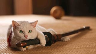 고양이 사무라이 Samurai Cat 猫侍 写真