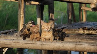 劇場版　岩合光昭の世界ネコ歩き　あるがままに、水と大地のネコ家族 Foto