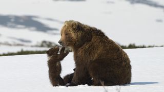 캄차카의 곰 가족 Kamchatka Bears. Life Begins劇照