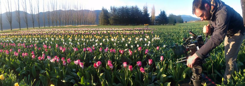 春天裡的鬱金香 Tulips in Spring Photo