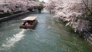 쓰나미, 벚꽃 그리고 희망 The Tsunami and the Cherry Blossom 津波そして桜劇照
