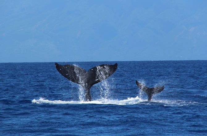 座頭鯨 Humpback Whales Foto