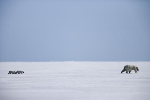 北極故事 Arctic Tale Photo