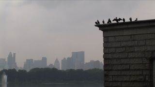 버더스: 더 센트럴 파크 이펙트 Birders: The Central Park Effect劇照