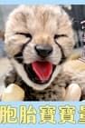 超Q萌！日本動物寶寶大集合～難得一見！獵豹6胞胎寶寶量體重囉 Foto