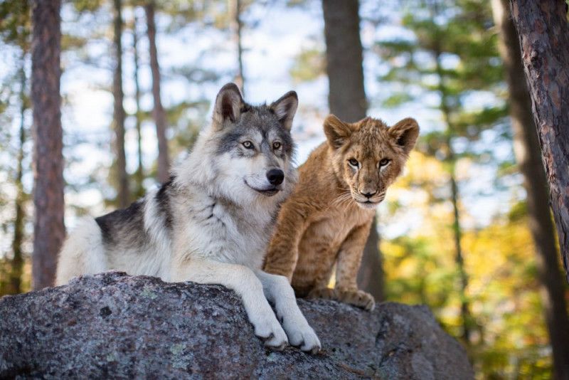 小獅與灰狼的夢想日記 The Wolf and the Lion Foto