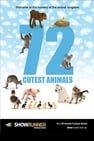 72 大可愛動物 72 Cutest Animals 사진