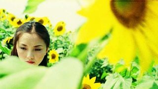 해바라기 Sunflower, 向日葵 Foto