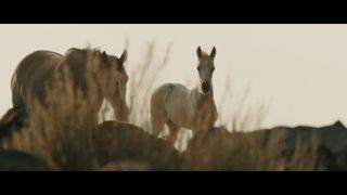 와일드 뷰티: 머스탱 스피릿 오브 더 웨스트 Wild Beauty: Mustang Spirit of the West Photo