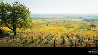 부르고뉴, 와인에서 찾은 인생 Back to Burgundy 사진