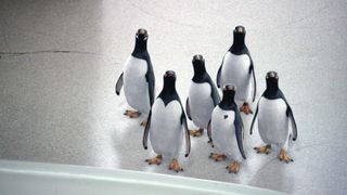 파퍼씨네 펭귄들 Mr. Popper\'s Penguins Foto