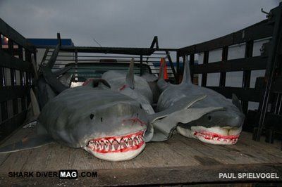 샤크 스웜 Shark Swarm 사진