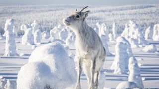 라플란드의 아일로 Ailo\'s Journey, Aïlo: Une odyssée en Laponie劇照