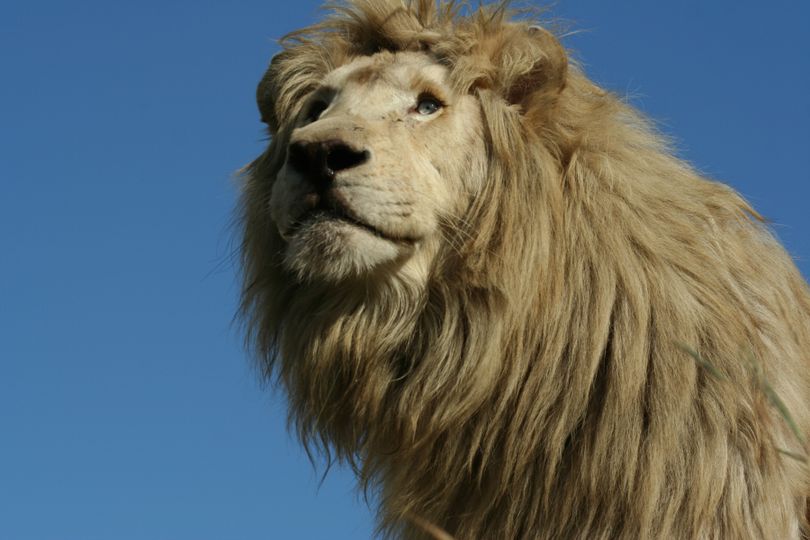 ảnh 白獅 White Lion