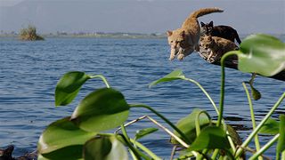 劇場版　岩合光昭の世界ネコ歩き　あるがままに、水と大地のネコ家族 写真