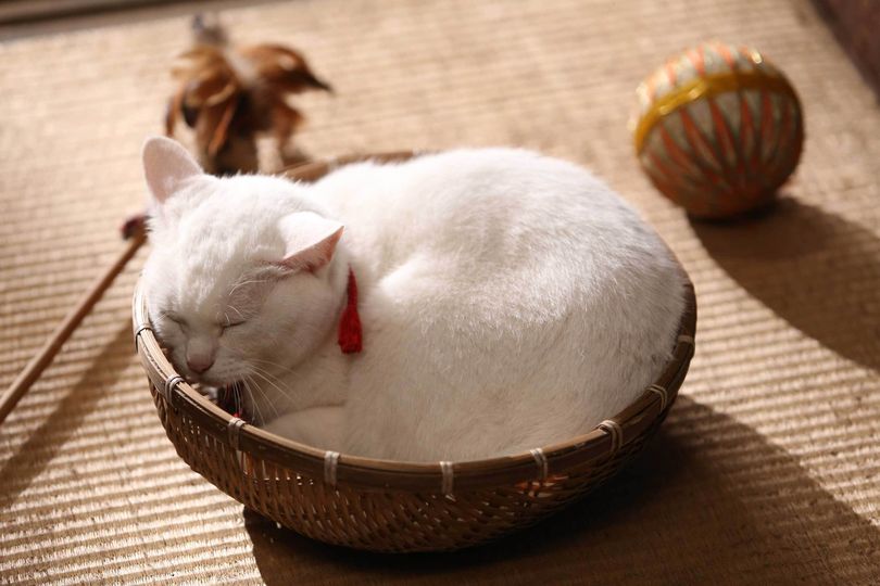 고양이 사무라이 Samurai Cat 猫侍 사진
