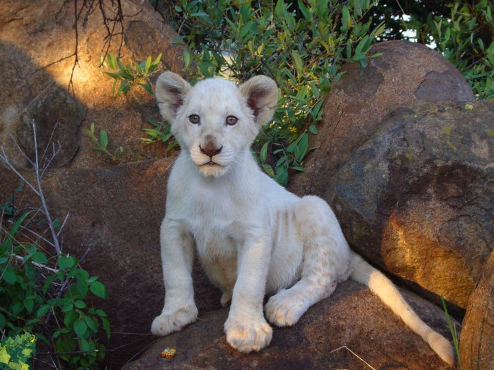 白獅 White Lion 사진