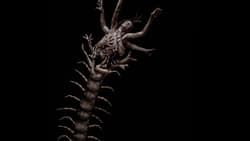 人形蜈蚣2 The Human Centipede 2 (Full Sequence) Photo