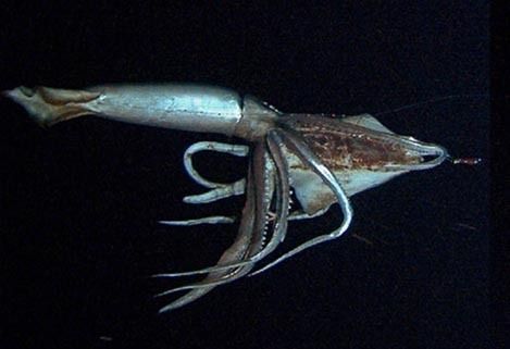 몬스터 스퀴드: 더 자이언트 이즈 리얼 Monster Squid: The Giant Is Real Foto