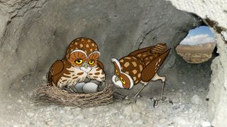 굴파기 올빼미의 복수 The Hidden Life of the Burrowing Owl Photo
