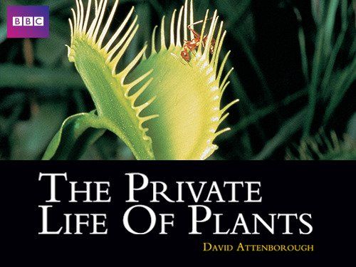 植物私生活 The Private Life of Plants劇照
