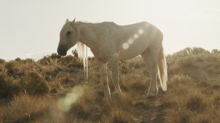와일드 뷰티: 머스탱 스피릿 오브 더 웨스트 Wild Beauty: Mustang Spirit of the West Foto