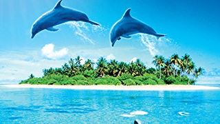 海豚 Dolphins Photo